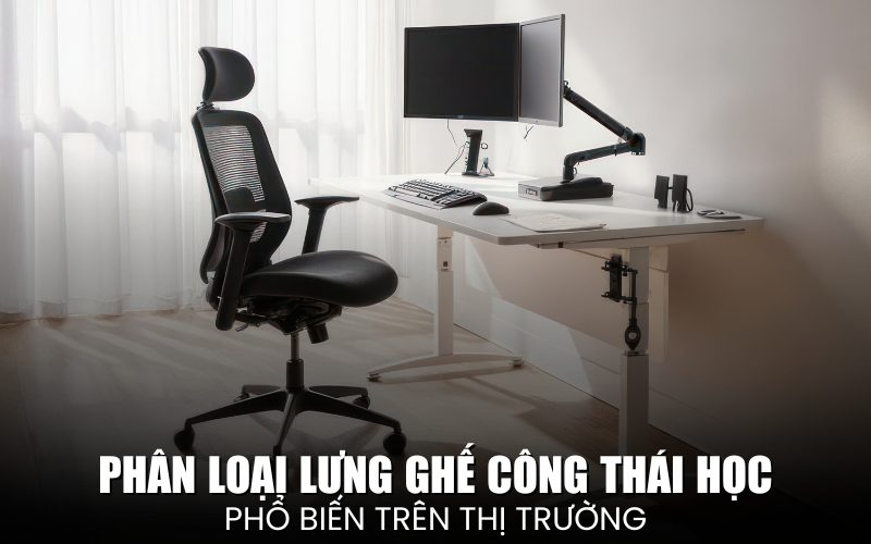 Phân Loại Lưng Ghế Công Thái Học Phổ Biến Nhất Trên Thị Trường Năm 2025